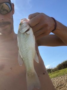 Smallmouth Bass