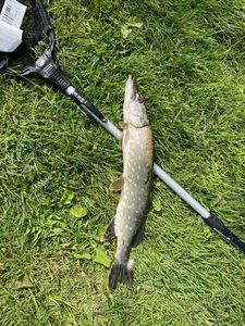 Northern Pike