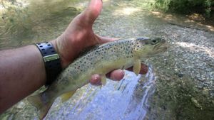 Brown Trout