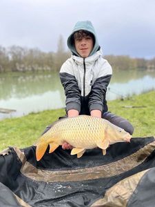 Common Carp