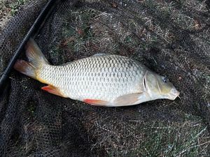 Common Carp