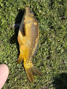 Mirror Carp