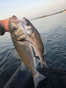 European Bass (Seabass)