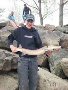 Sturgeon