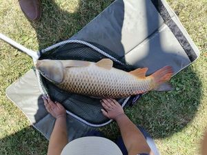 Common Carp