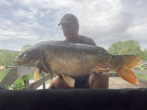 Mirror Carp