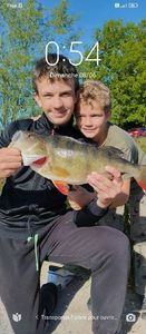 European Perch