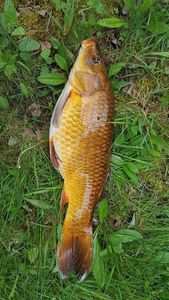 Common Carp