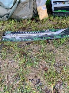 Starry Sturgeon