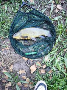 Tench