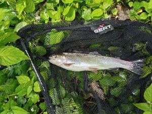 Rainbow Trout