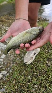 Largemouth Bass