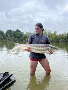 Sturgeon