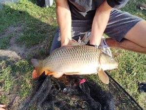 Common Carp