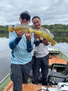 Peacock Bass ( Monoculus)
