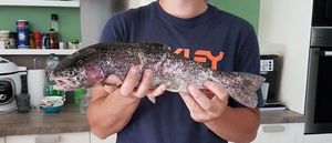 Rainbow Trout