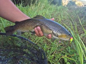 Brown Trout