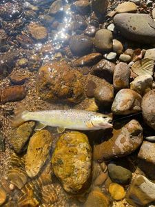 Brown Trout