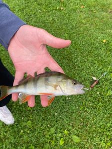 European Perch