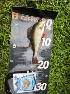 European Perch