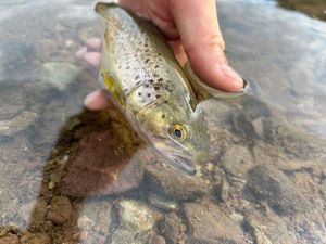 Brown Trout