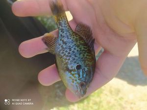 Pumpkinseed