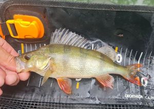 European Perch
