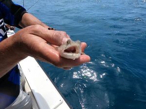 Atlantic Lizardfish