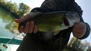 Largemouth Bass