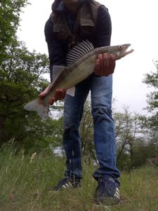 Zander