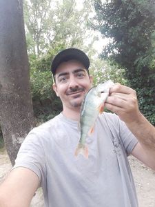 European Perch
