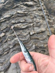 Garfish