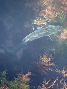 European Bass (Seabass)