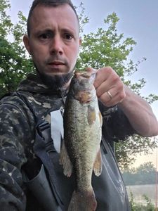 Largemouth Bass