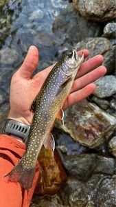 Brook Trout