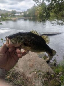 Largemouth Bass
