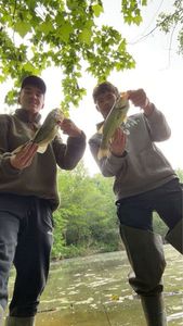 Largemouth Bass