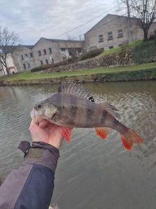 European Perch