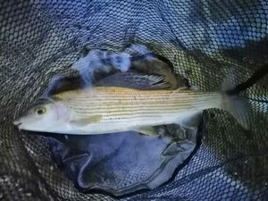 Grayling