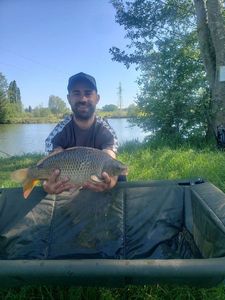 Common Carp