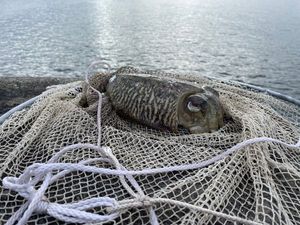 Common Cuttlefish