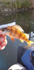 European Perch