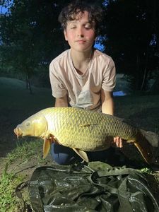 Common Carp