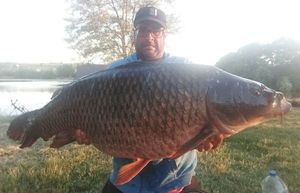 Common Carp