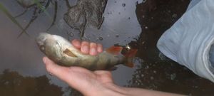 European Perch