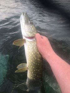 Northern Pike