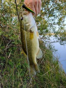 Largemouth Bass