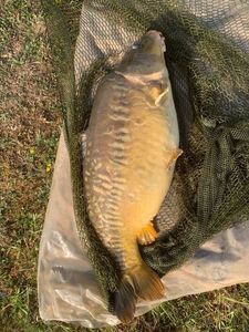 Leather Carp