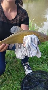 Tench