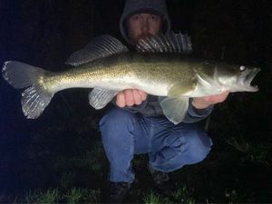 Zander